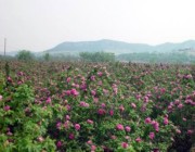 平阴明天天气